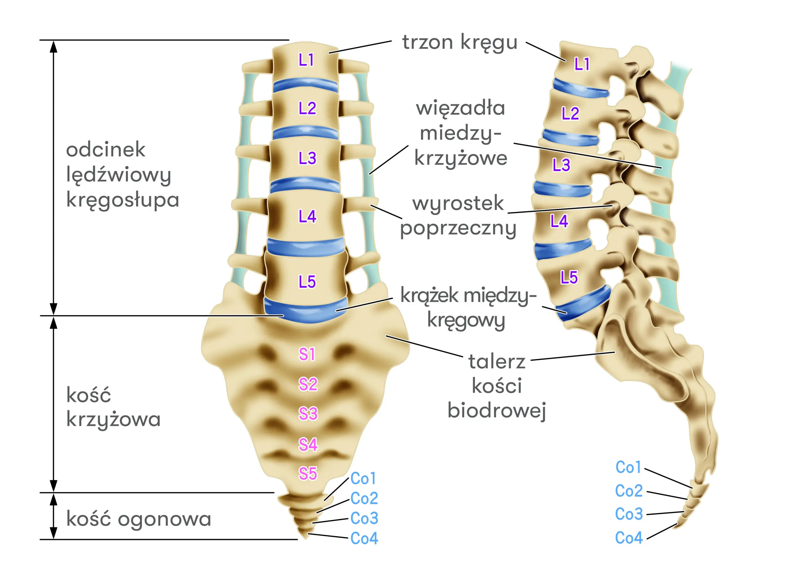 Z serii klinika do zadań specjalnych: Trzyetapowa operacja rewizyjna kręgosłupa L5-S1