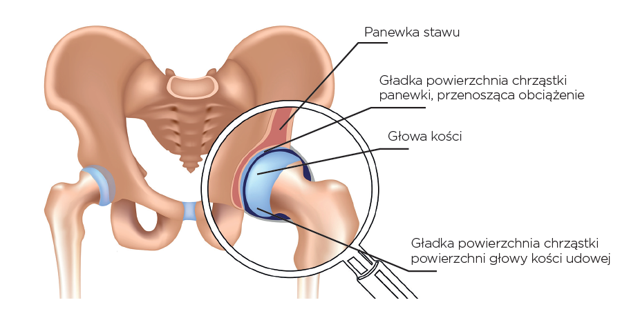 CMC_Anatomia stawu biodrowego Staw biodrowy to najbardziej ruchliwy staw kończyny dolnej.