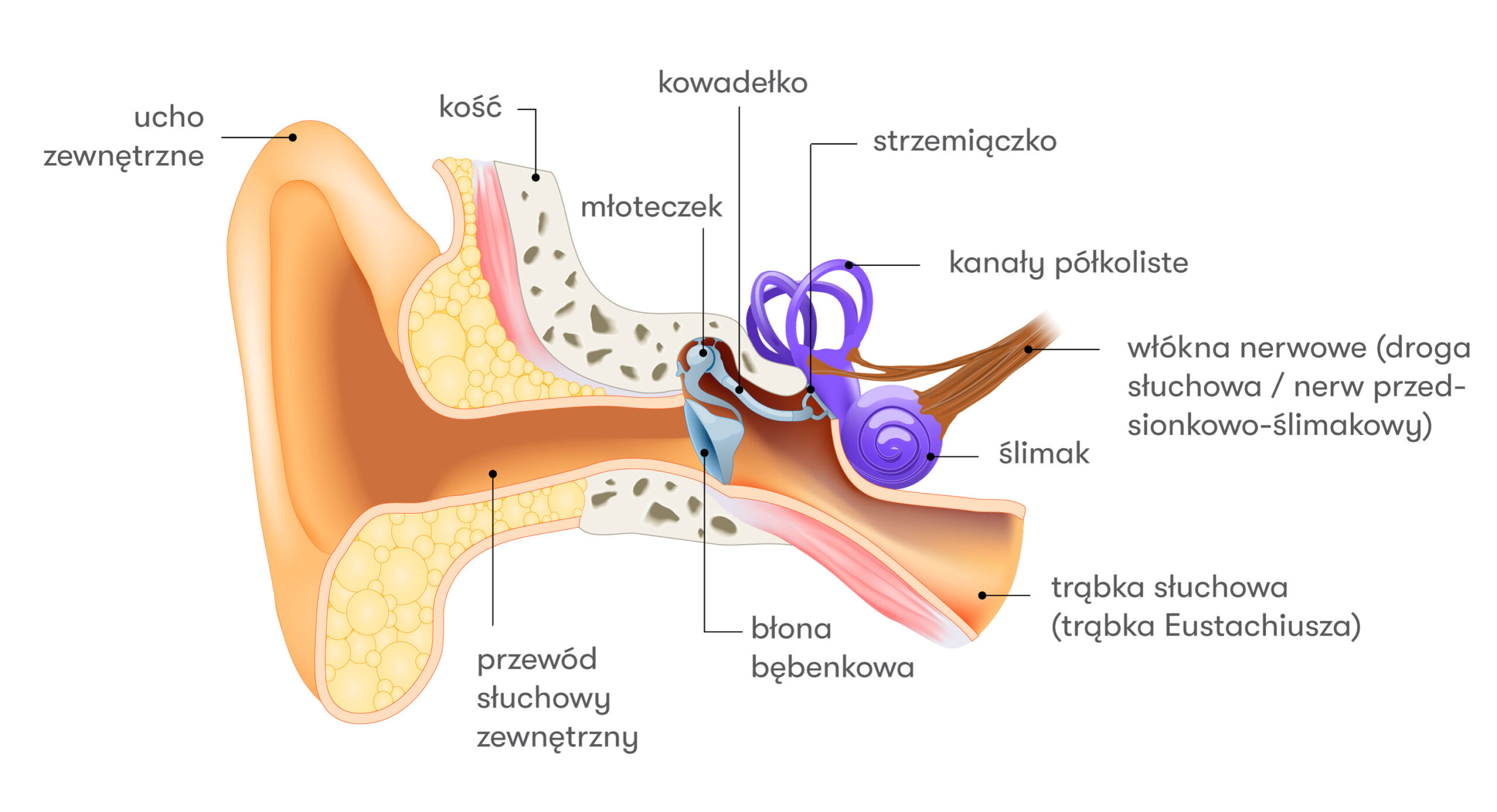 budowa-ucha-srodkowego budowa ucha środkowego